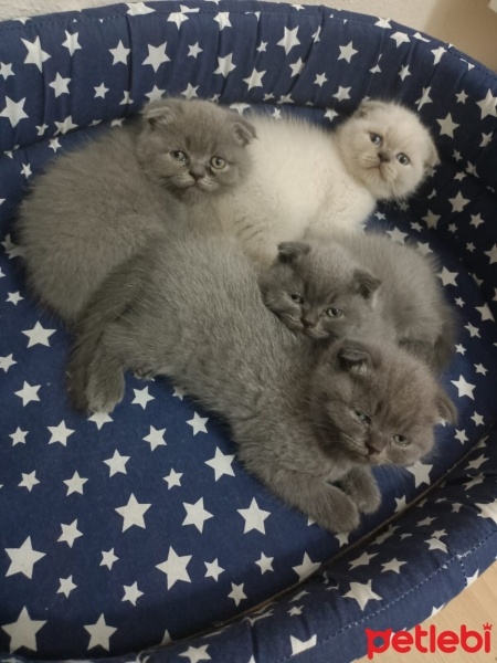 Scottish Fold, Kedi  Scottsh fold fotoğrafı