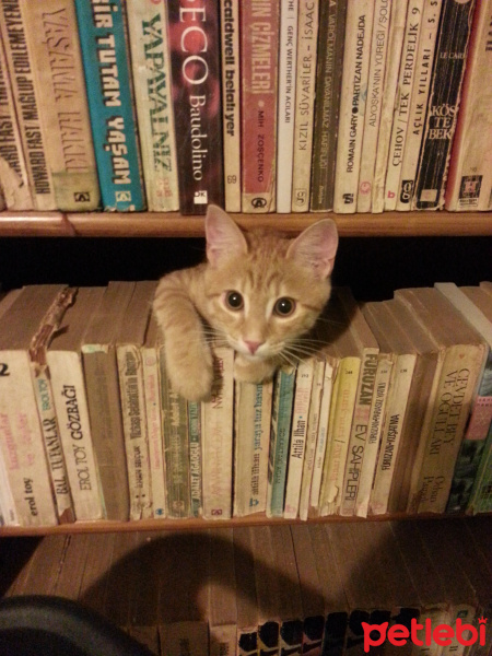 Tekir Kedi, Kedi  Çakır fotoğrafı