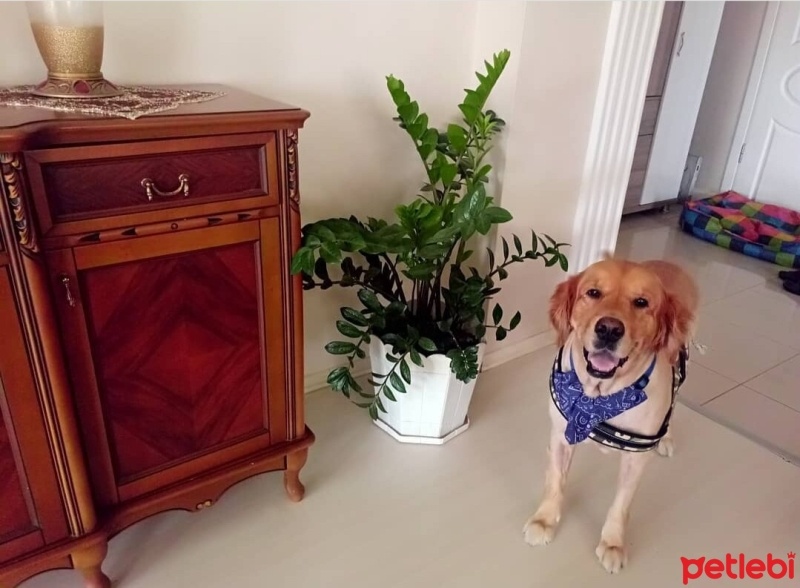 Golden Retriever, Köpek  Chiko fotoğrafı