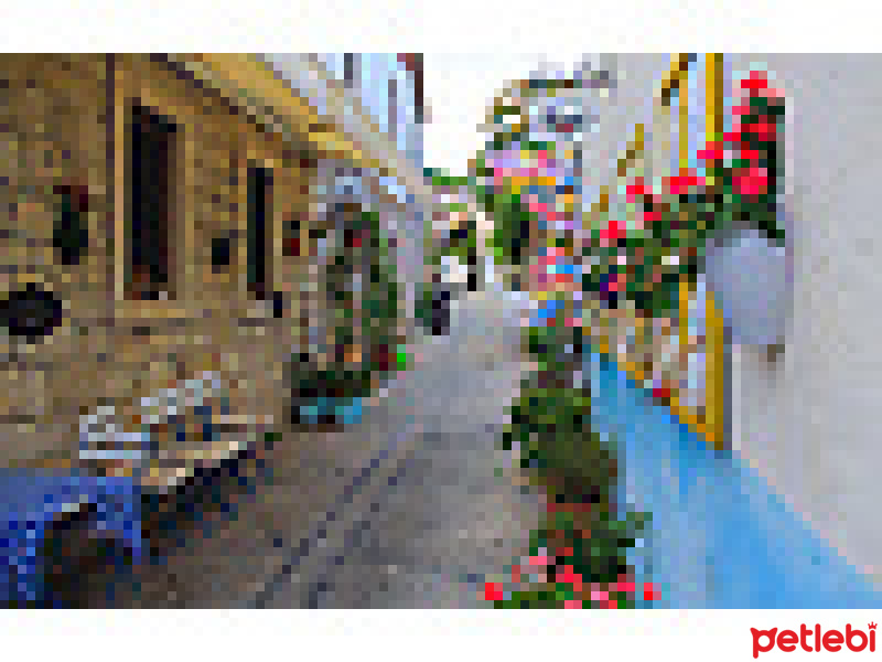 Ankara Kedisi, Kedi  pamuk fotoğrafı