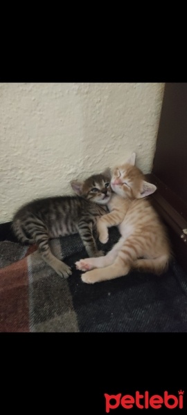 Tekir Kedi, Kedi  Henüz isimlerini koymadım fotoğrafı