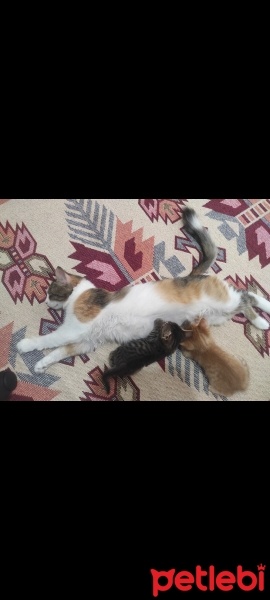 Tekir Kedi, Kedi  Henüz isimlerini koymadım fotoğrafı