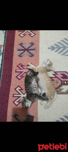 Tekir Kedi, Kedi  Henüz isimlerini koymadım fotoğrafı