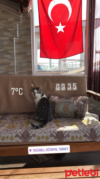 Tekir Kedi, Kedi  Cicos fotoğrafı