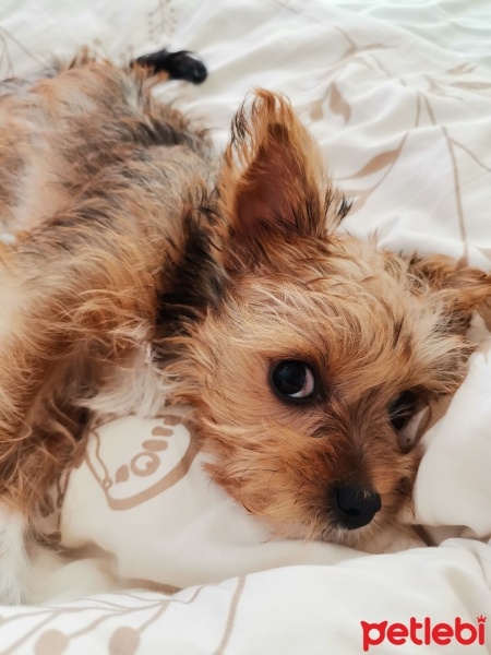 Yorkshire Terrier, Köpek  Sola fotoğrafı