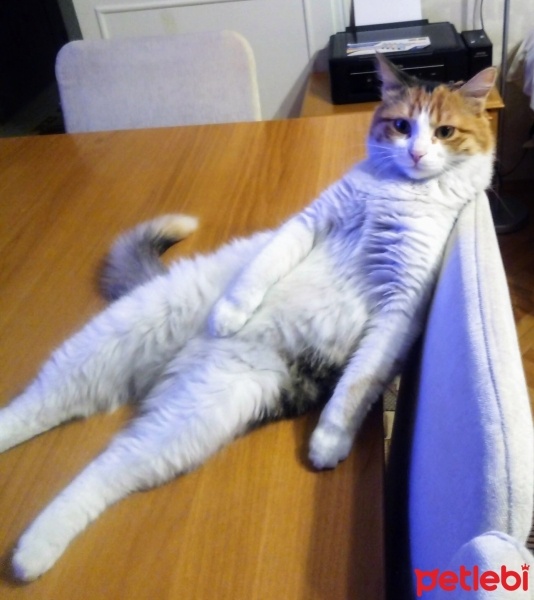 Tekir Kedi, Kedi  zilli fotoğrafı