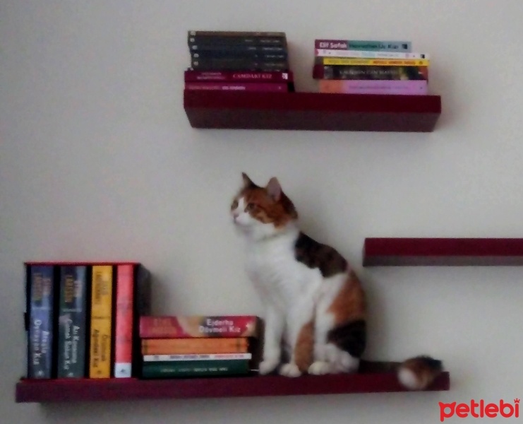 Tekir Kedi, Kedi  zilli fotoğrafı