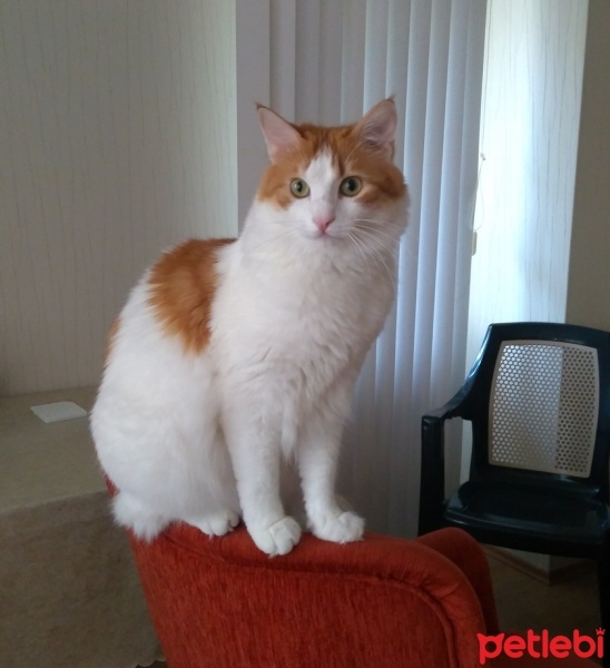 Sarman, Kedi  Havuç fotoğrafı