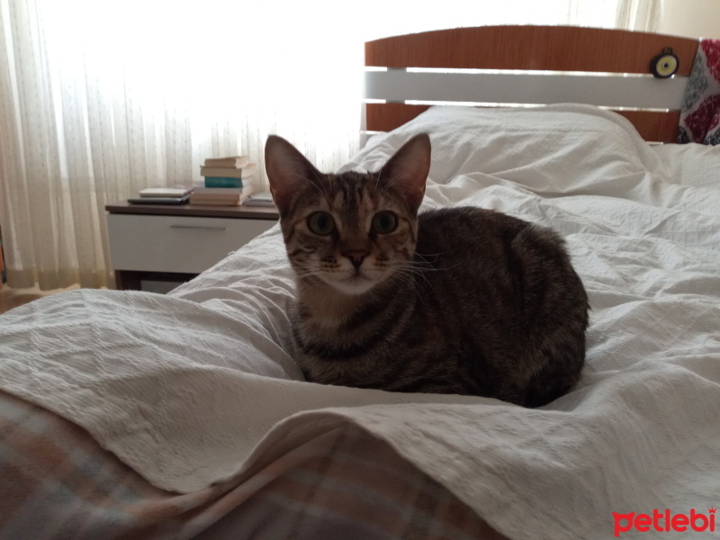 Tekir Kedi, Kedi  Lisa fotoğrafı