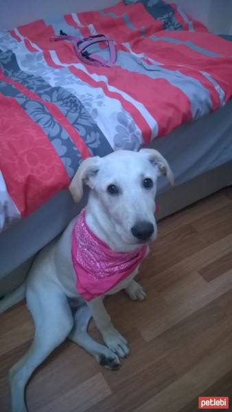 Labrador Retriever, Köpek  Ivana fotoğrafı