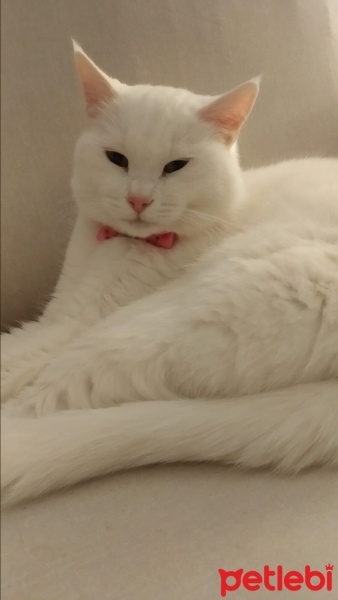Ankara Kedisi, Kedi  Mişon fotoğrafı