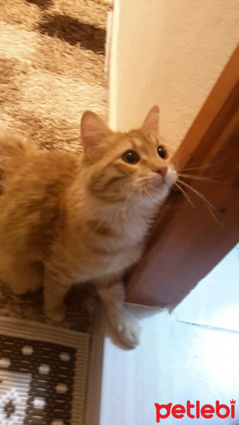 Somali, Kedi  Mırmır fotoğrafı