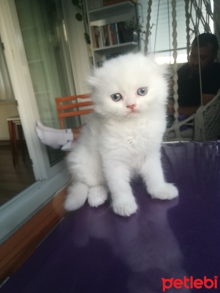 Scottish Fold, Kedi  Maviş fotoğrafı