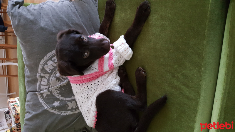 Labrador Retriever, Köpek  Lucy fotoğrafı
