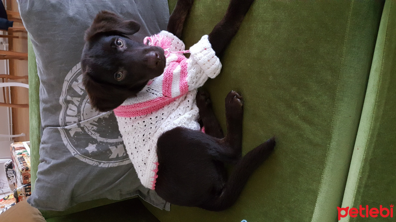 Labrador Retriever, Köpek  Lucy fotoğrafı