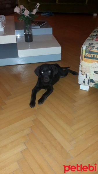 Labrador Retriever, Köpek  Lucy fotoğrafı