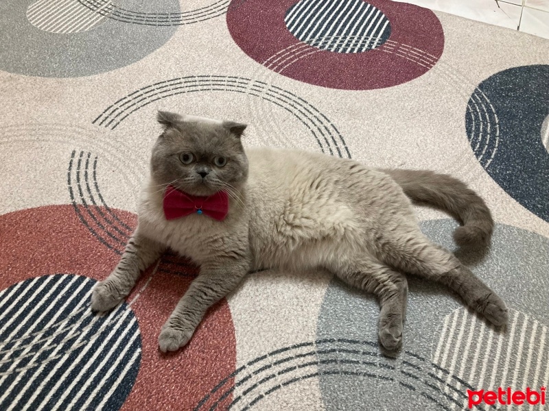 Scottish Fold, Kedi  Paşa fotoğrafı