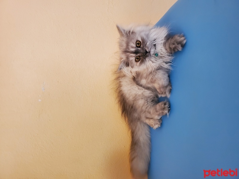 Chinchilla, Kedi  Duman fotoğrafı