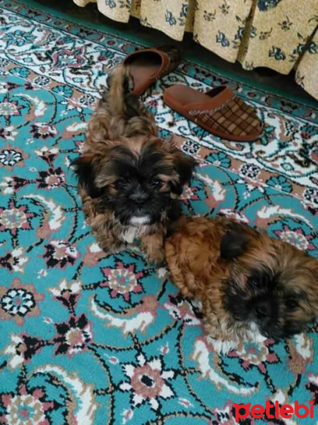 Pekingese, Köpek  mişa fotoğrafı