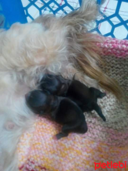 Pekingese, Köpek  mişa fotoğrafı