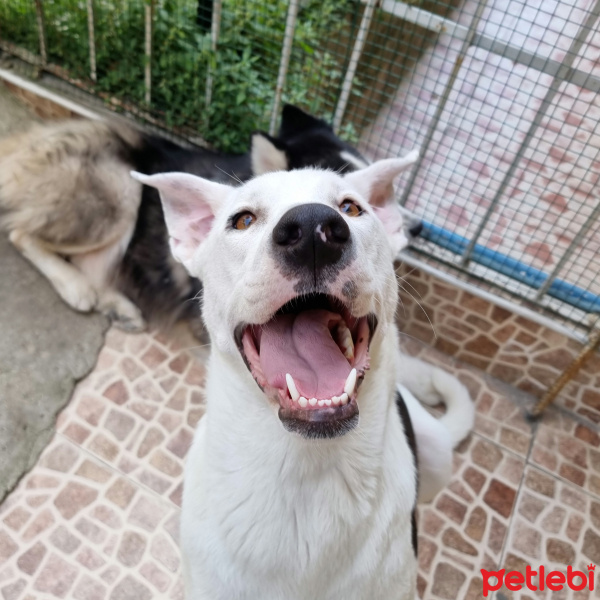 Dogo Arjantin, Köpek  Lilly fotoğrafı