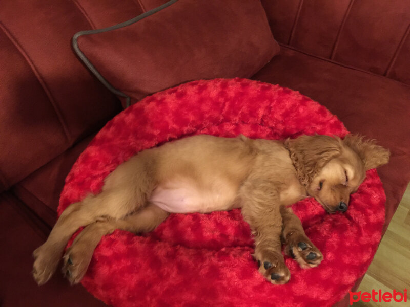 Amerikan Cocker Spaniel, Köpek  Badem fotoğrafı