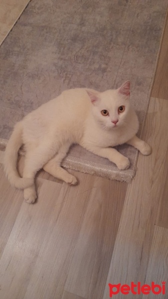 British Shorthair, Kedi  Sütlaç fotoğrafı