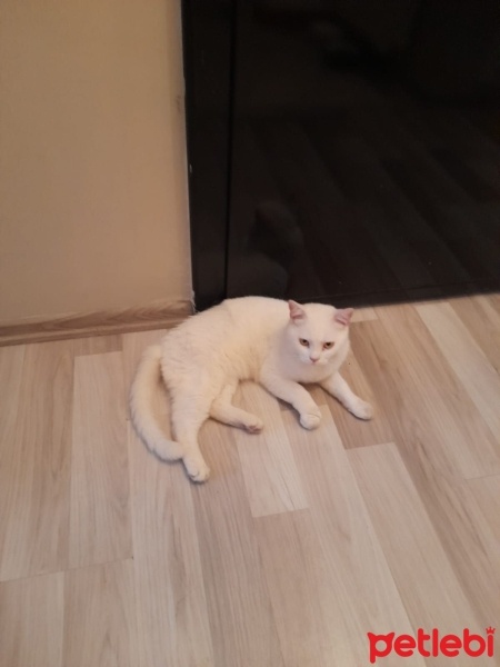 British Shorthair, Kedi  Sütlaç fotoğrafı