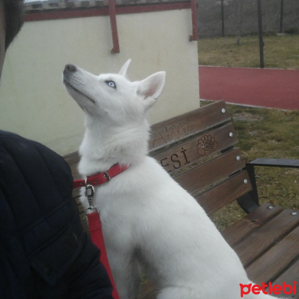 Sibirya Kurdu (Husky), Köpek  Arwen fotoğrafı