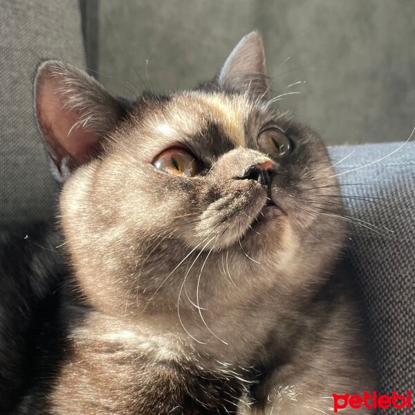 British Shorthair, Kedi  Lora fotoğrafı