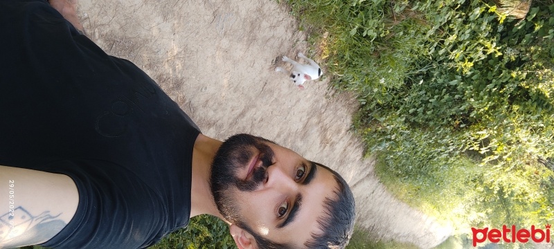 Fransız Bulldog, Köpek  Gofret fotoğrafı