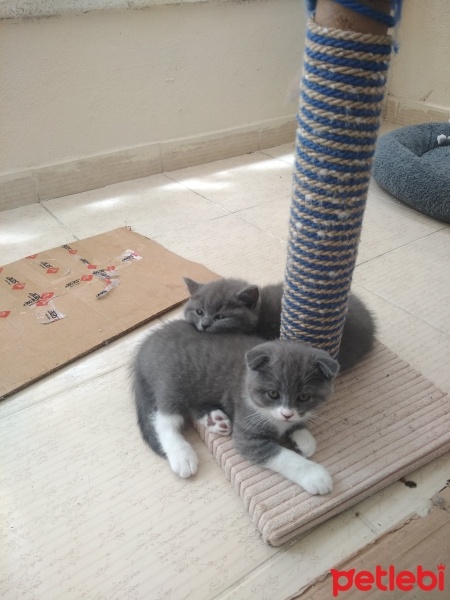 British Shorthair, Kedi  Ateş fotoğrafı