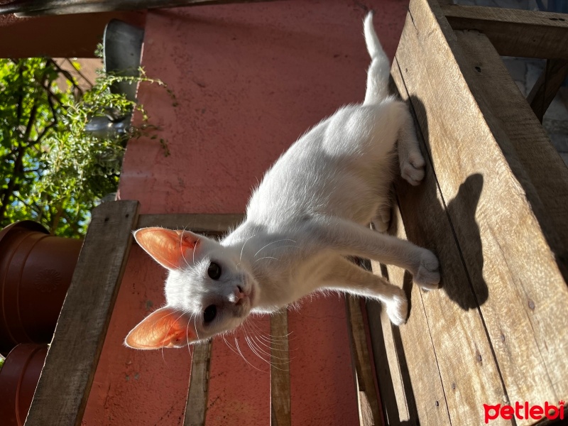 Tekir Kedi, Kedi  Pamuk fotoğrafı