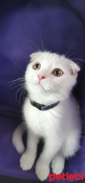 Scottish Fold, Kedi  Bulut fotoğrafı
