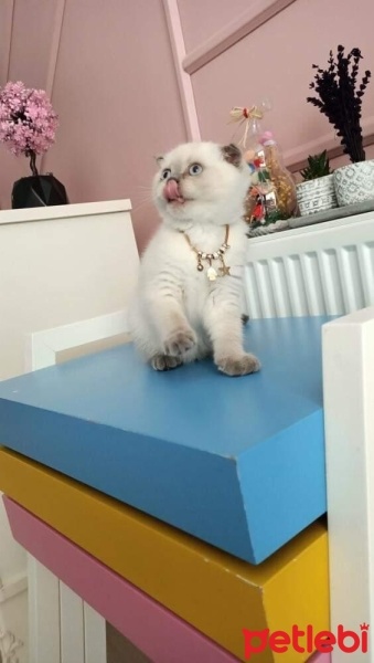 Scottish Fold, Kedi  Duman fotoğrafı