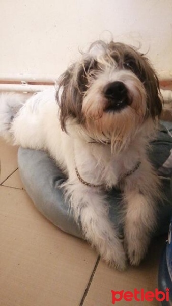 Maltese, Köpek  Gofret fotoğrafı
