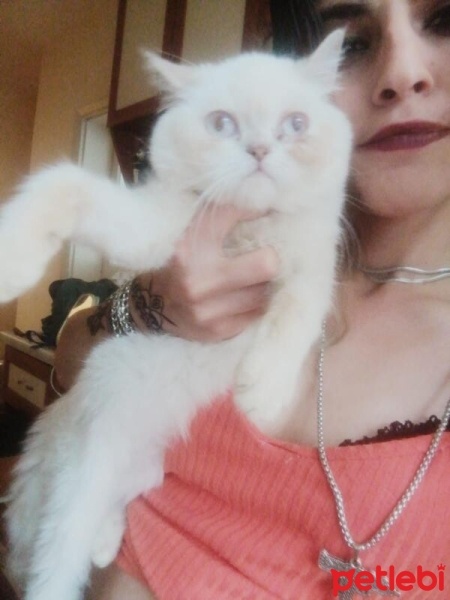 Maltese, Köpek  Gofret fotoğrafı
