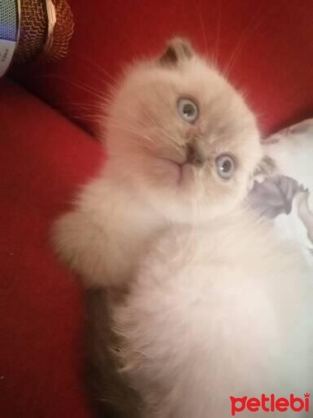 Maltese, Köpek  Gofret fotoğrafı