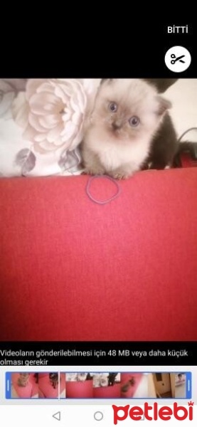 Maltese, Köpek  Gofret fotoğrafı