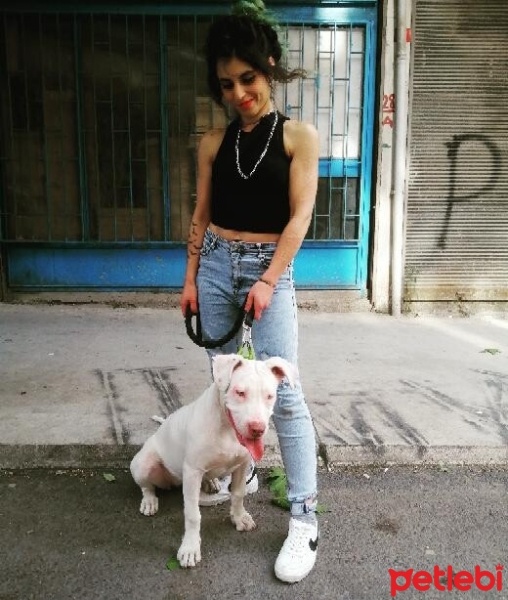Maltese, Köpek  Gofret fotoğrafı