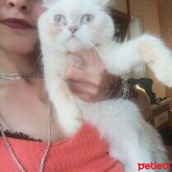 Exotic Shorthair, Kedi  Paress fotoğrafı