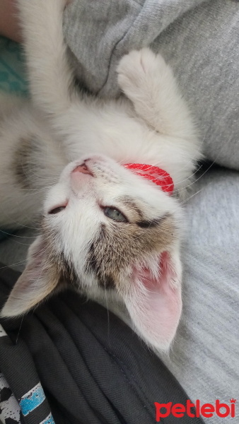 Tekir Kedi, Kedi  Prenses fotoğrafı
