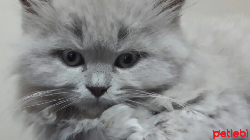 British Longhair, Kedi  Minerva fotoğrafı