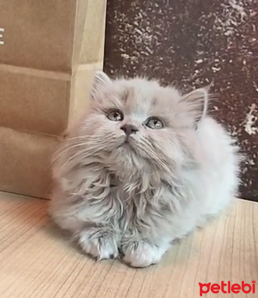British Longhair, Kedi  Minerva fotoğrafı