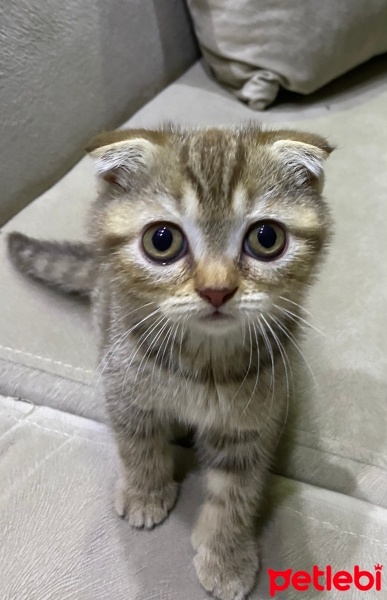Scottish Fold, Kedi  Sushi fotoğrafı