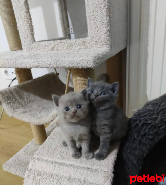 British Shorthair, Kedi  Pamuk karışık fotoğrafı