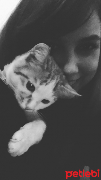 Siyam Kedisi, Kedi  Minnak fotoğrafı