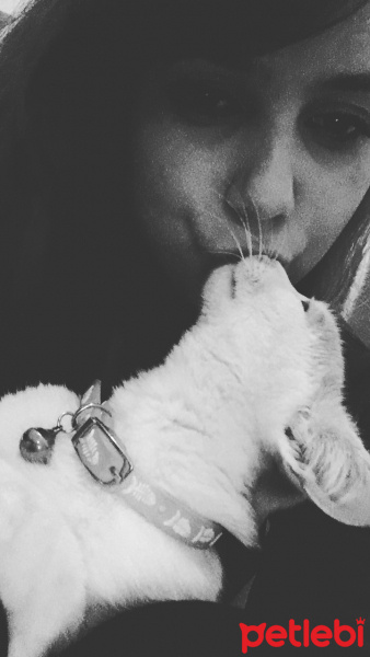 Siyam Kedisi, Kedi  Minnak fotoğrafı