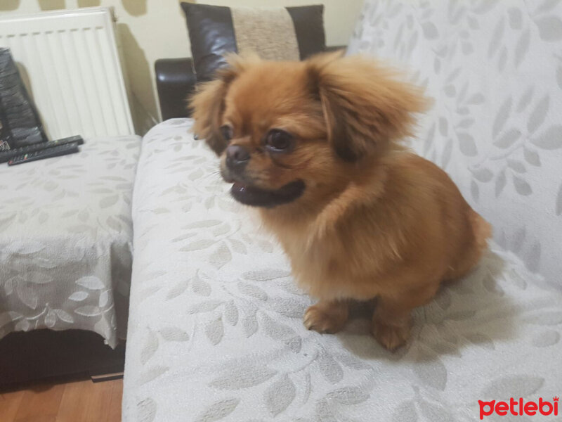 Pekingese, Köpek  CESİKA fotoğrafı