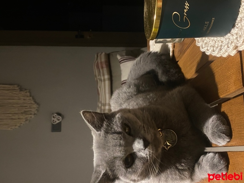 British Shorthair, Kedi  Mia fotoğrafı